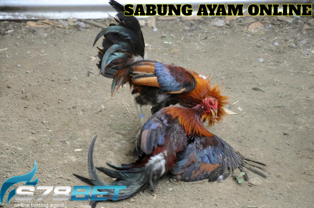 Situs Agen Adu Ayam S128 Termurah Di Indonesia